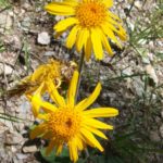 arnica fleurs