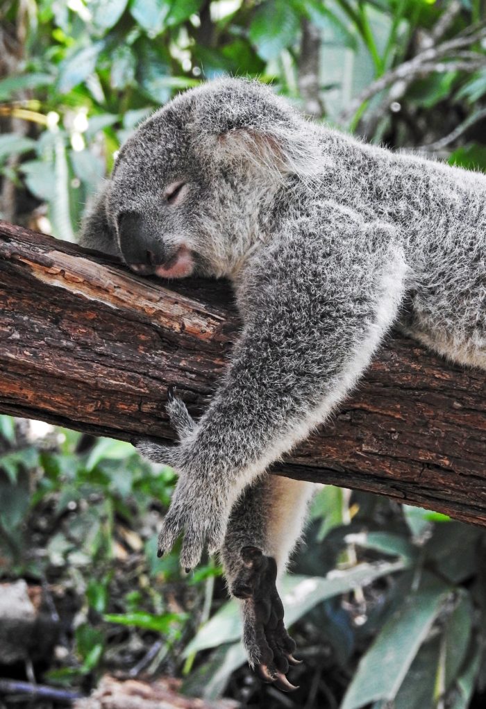 sylvothérapie câlin arbre