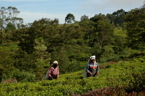 Les cueilleuses en plein travail