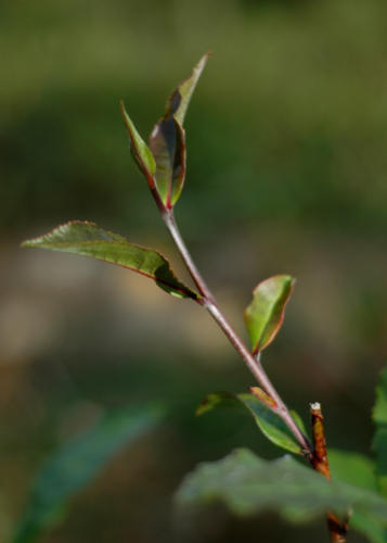 Feuilles de thé